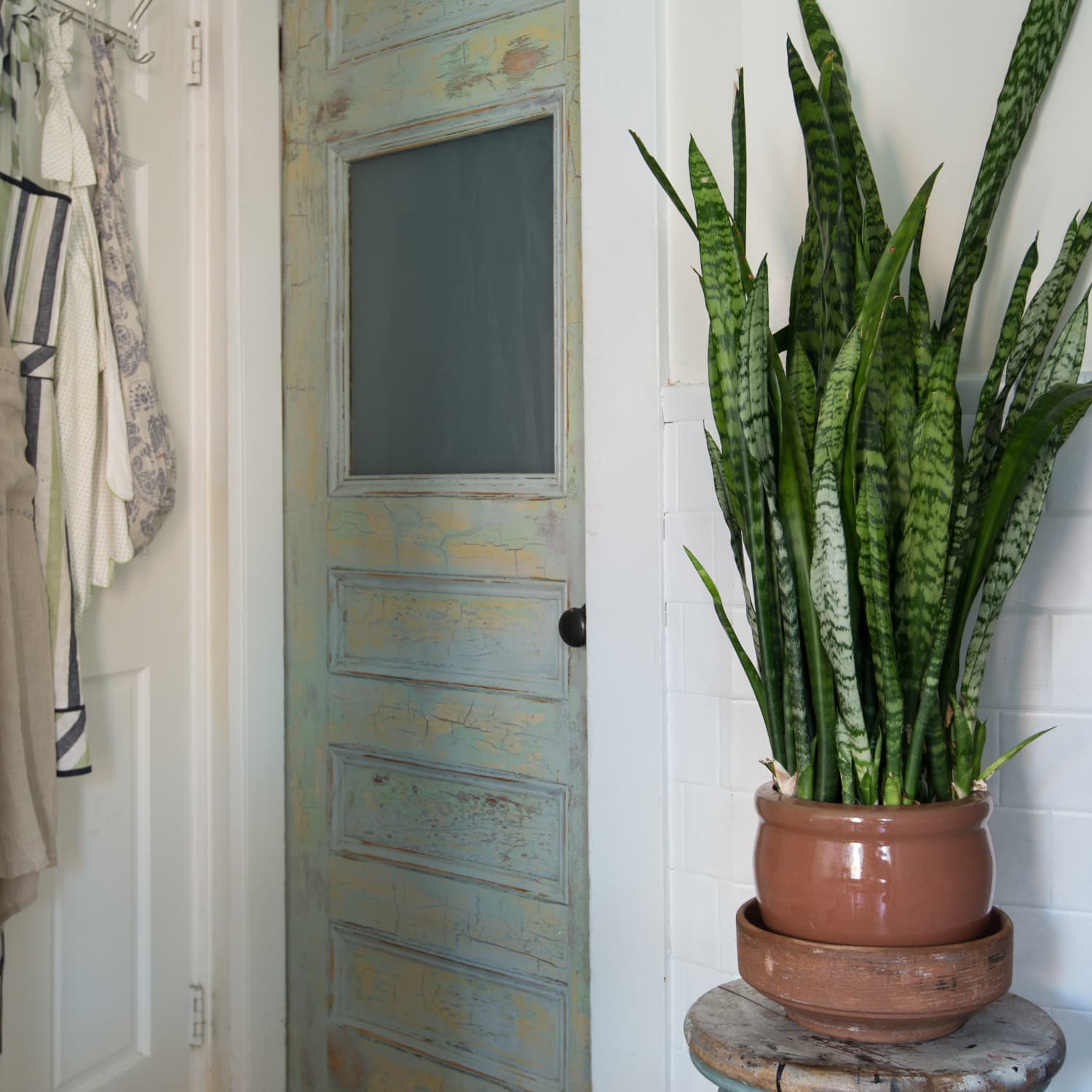 Best soil store for snake plant